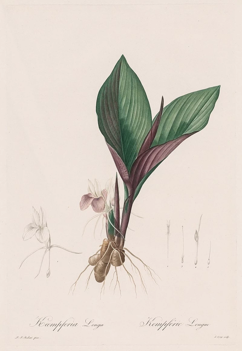 Kaempferia longa - Cleveland Museum of Art